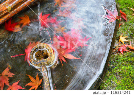 大原　宝泉院　秋の紅葉が美しい宝楽園（京都市左京区） 116814241
