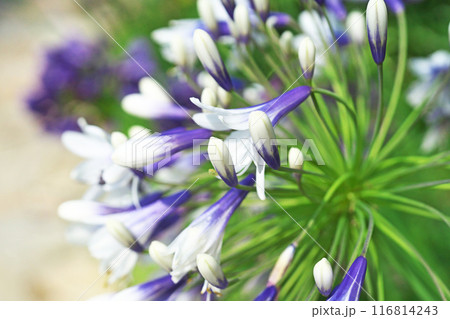 白色と青色のアガパンサスの花（夏、七月） 116814243