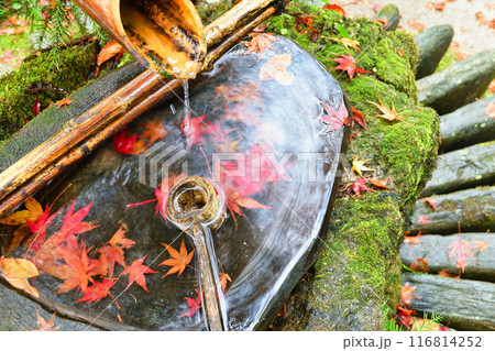 大原 宝泉院 秋の紅葉が美しい宝楽園(京都市左京区) 大原 宝泉院 秋の紅葉が美しい宝楽園(京都市左京区) 116814252