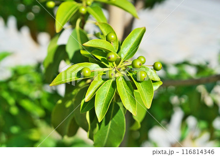 緑色のソヨゴの実(夏、七月) 緑色のソヨゴの実(夏、七月) 116814346