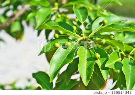 緑色のソヨゴの実（夏、七月） 116814348