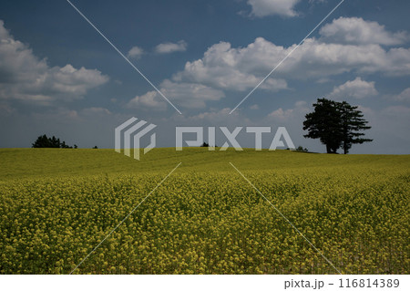 キガラシの丘 116814389