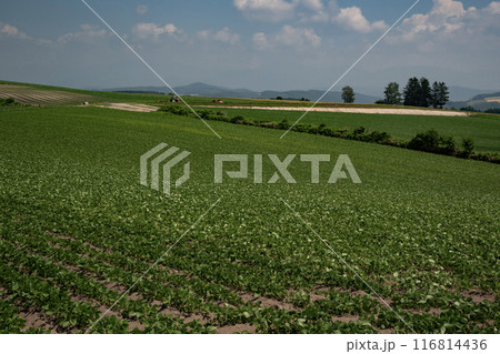 豆畑の大地 豆畑の大地 116814436