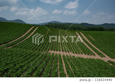 豆畑の大地 豆畑の大地 116814440