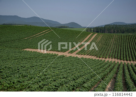 豆畑の大地 豆畑の大地 116814442