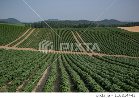 豆畑の大地 豆畑の大地 116814443