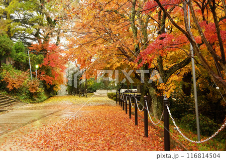 秋色の散歩道（打吹公園） 116814504