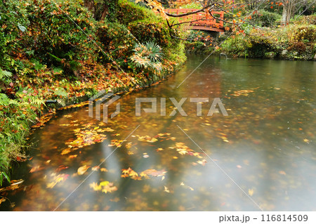 秋色の散歩道(打吹公園) 秋色の散歩道(打吹公園) 116814509