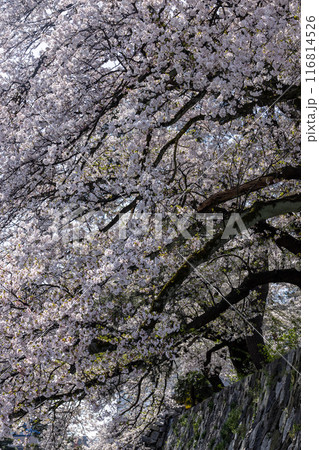 富山城と桜 富山城と桜 116814526