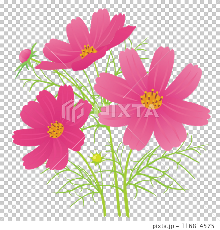 コスモス（濃いピンク）3輪のベクターイラストのイラスト素材
