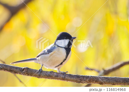 イチョウをバックに木の枝に留まるシジュウカラの雌 イチョウをバックに木の枝に留まるシジュウカラの雌 116814968