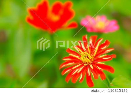 花火のように開花した華やかな百日草 花火のように開花した華やかな百日草 116815123
