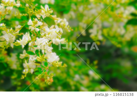 秋の七草白萩の花 秋の七草白萩の花 116815138