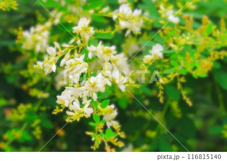 秋の七草白萩の花 秋の七草白萩の花 116815140