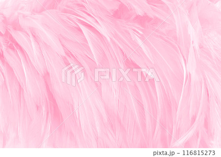 Beautiful soft pink bird feathers pattern texture background. Beautiful soft pink bird feathers pattern texture background. 116815273