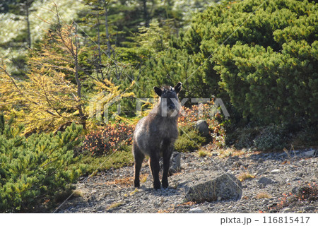 ニホンカモシカ 116815417
