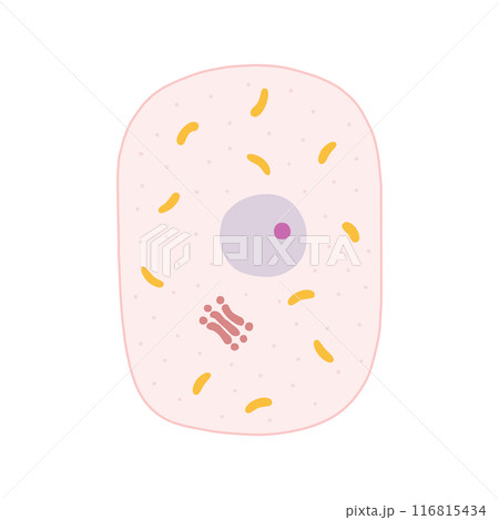 動物細胞のつくり 116815434