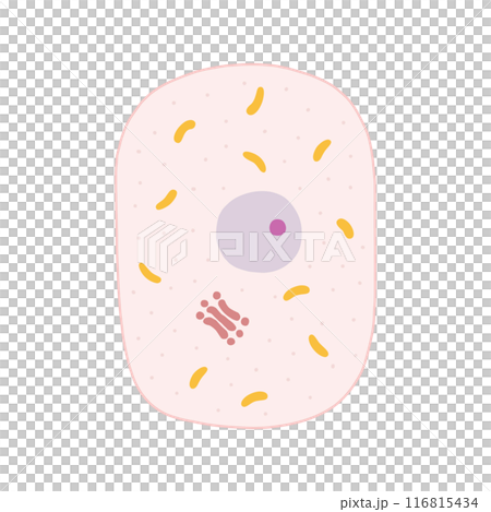 動物細胞のつくり 116815434