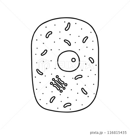 動物細胞のつくり・線画 116815435