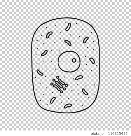 動物細胞のつくり・線画 116815435