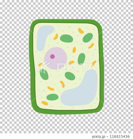 植物細胞のつくり 116815436