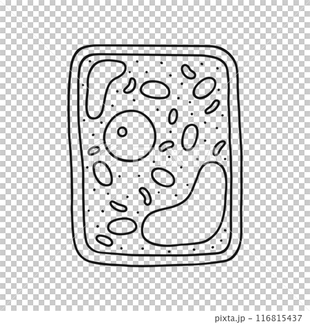 植物細胞的結構與線圖 植物細胞的結構與線圖 116815437