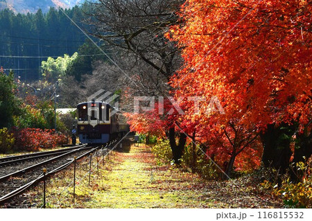 秋のわたらせ渓谷鉄道 秋のわたらせ渓谷鉄道 116815532