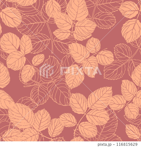 Detailed vintage style botanical artwork 116815629