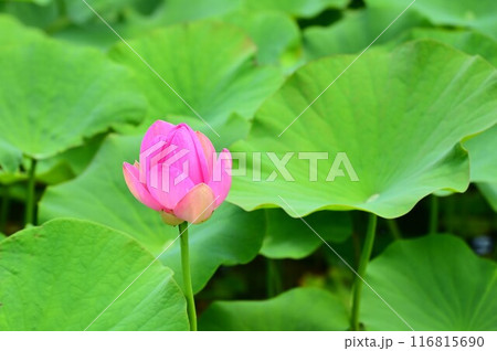 五郎沼の古代ハス 116815690