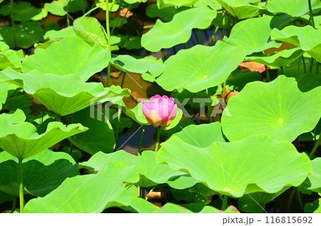 五郎沼の古代ハス 116815692