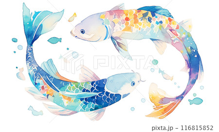 仲良く泳ぐカラフルで幻想的な鯉の水彩イラスト 116815852