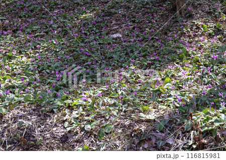 茨城県水戸市のかたくりの里公園 茨城県水戸市のかたくりの里公園 116815981
