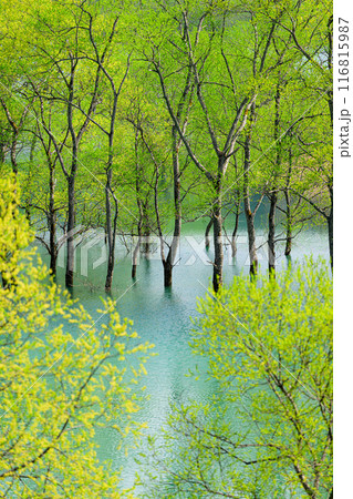 白川湖の水没林 白川湖の水没林 116815987
