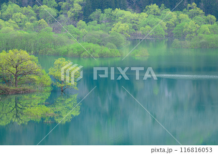 白川湖の水没林 116816053