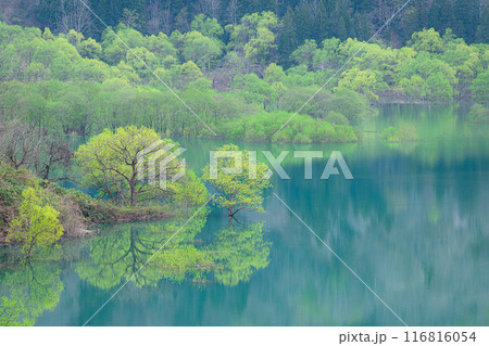 白川湖の水没林 白川湖の水没林 116816054