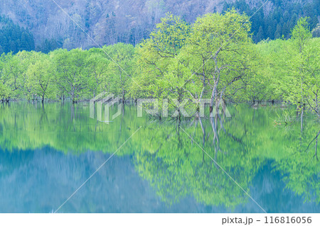 白川湖の水没林 116816056