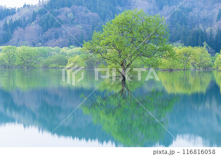 白川湖の水没林 116816058