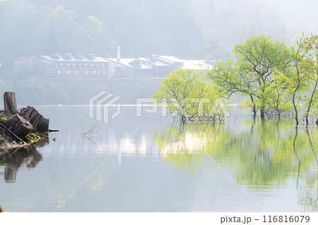 白川湖の水没林 116816079