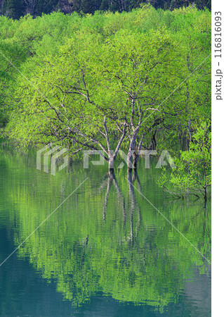 白川湖の水没林 白川湖の水没林 116816093