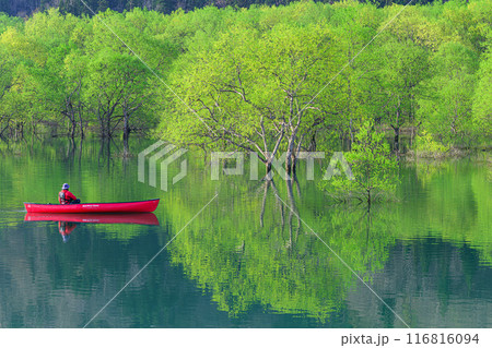 白川湖の水没林 116816094