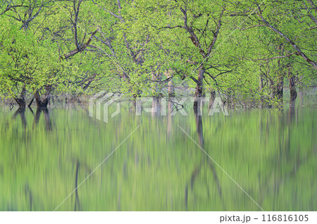 白川湖の水没林 116816105