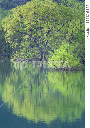 白川湖の水没林 白川湖の水没林 116816123