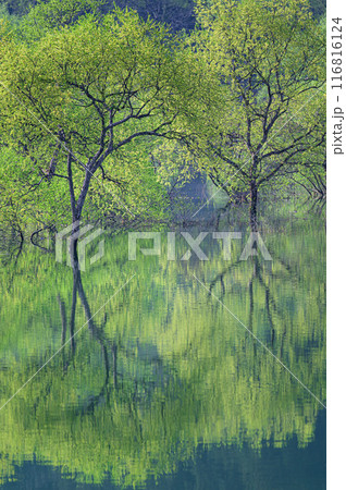 白川湖の水没林 白川湖の水没林 116816124