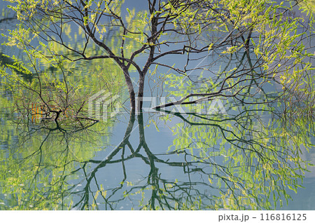 白川湖の水没林 白川湖の水没林 116816125