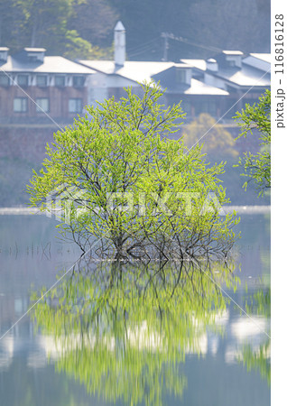 白川湖の水没林 116816128