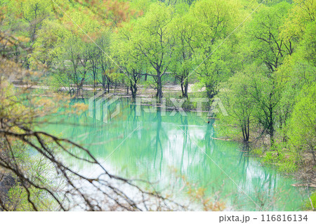 白川湖の水没林 116816134