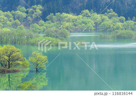 白川湖の水没林 116816144