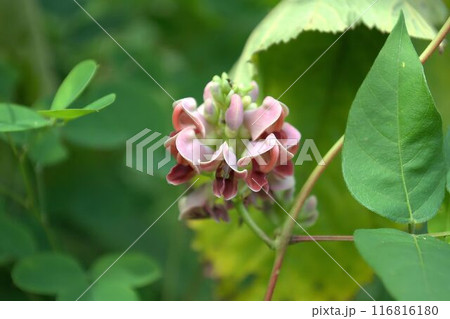 アピオスの花 アピオスの花 116816180