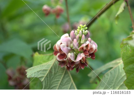 アピオスの花 アピオスの花 116816183
