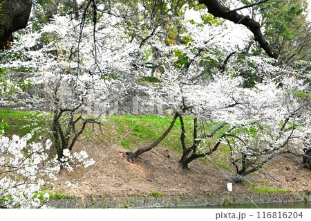 千鳥ヶ淵の桜の景色 千鳥ヶ淵の桜の景色 116816204